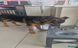 Mixed Breed dogs for sale: Playful puppy needing loving home - Image 6