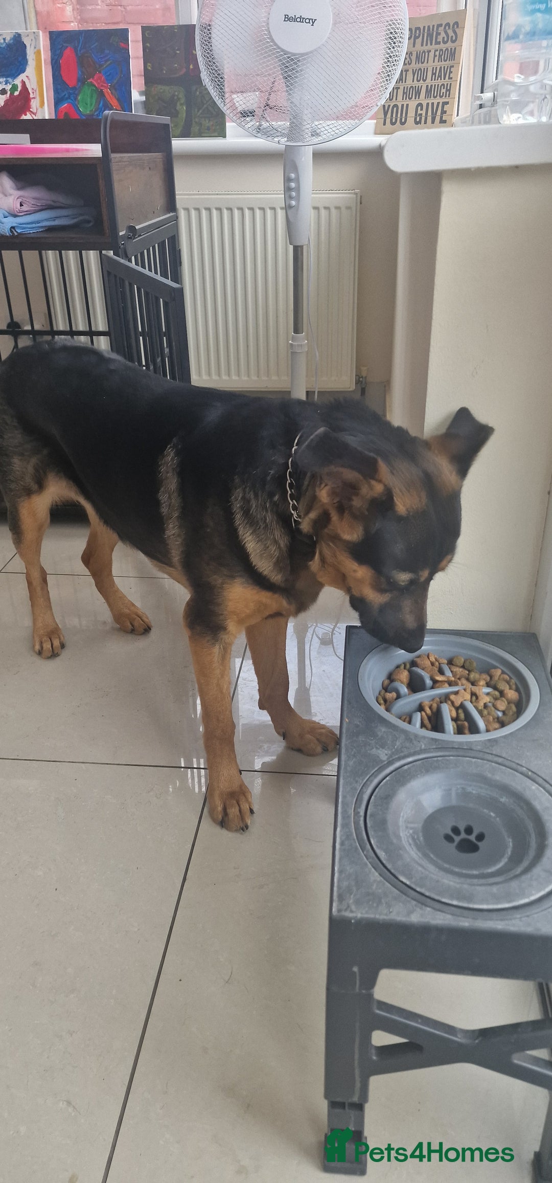 Mixed Breed dogs for sale: Playful puppy needing loving home - Image 6