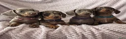 Miniature Dachshund dogs for stud: Choc & Tan Minature Dachshund STUD - Advert 4