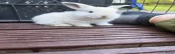 Mixed Breed rabbits for sale: English Spot cross Mini Lops in Ebbw Vale - Advert 3