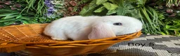 Mini Lop rabbits for sale: ⭐️MINI LOPS NOW READY TO GO ⭐️ - Advert 8