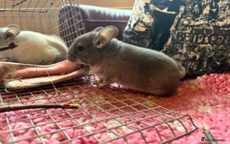 Chinchilla rodents for sale: Chinchilla babies - Image 8
