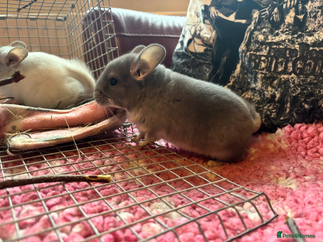 Chinchilla rodents for sale: Chinchilla babies - Image 8