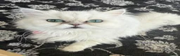 Persian cats for sale: Persian green/blue eyed  - Advert 9