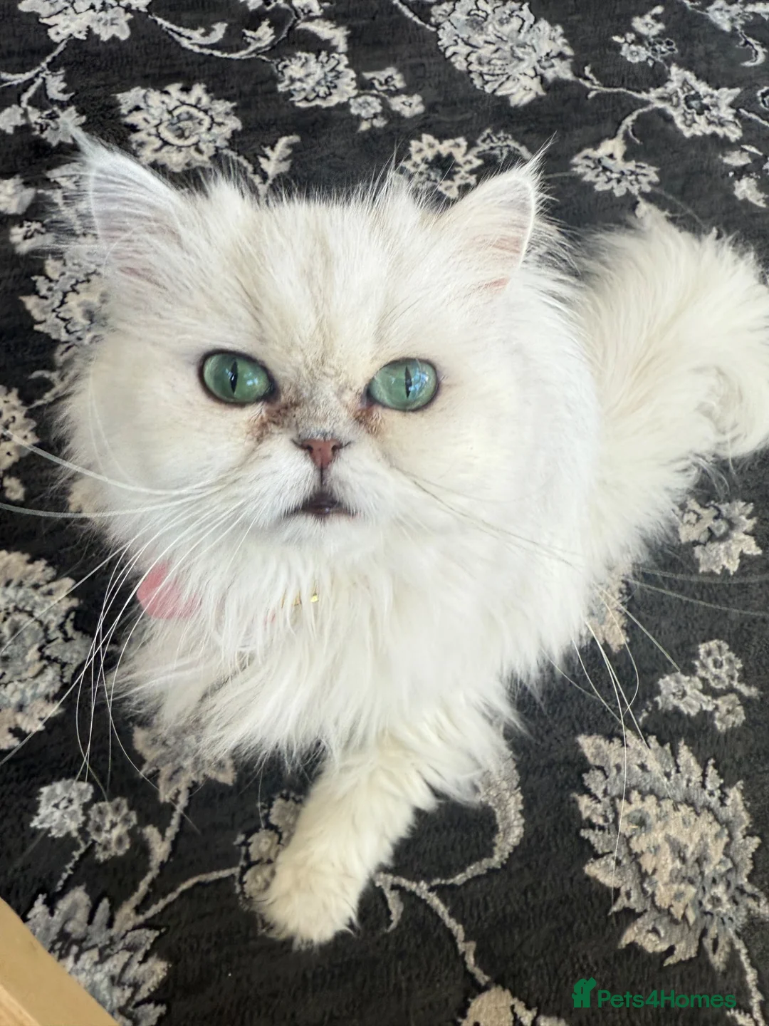 Persian cats for sale: Persian green/blue eyed  - Advert 9
