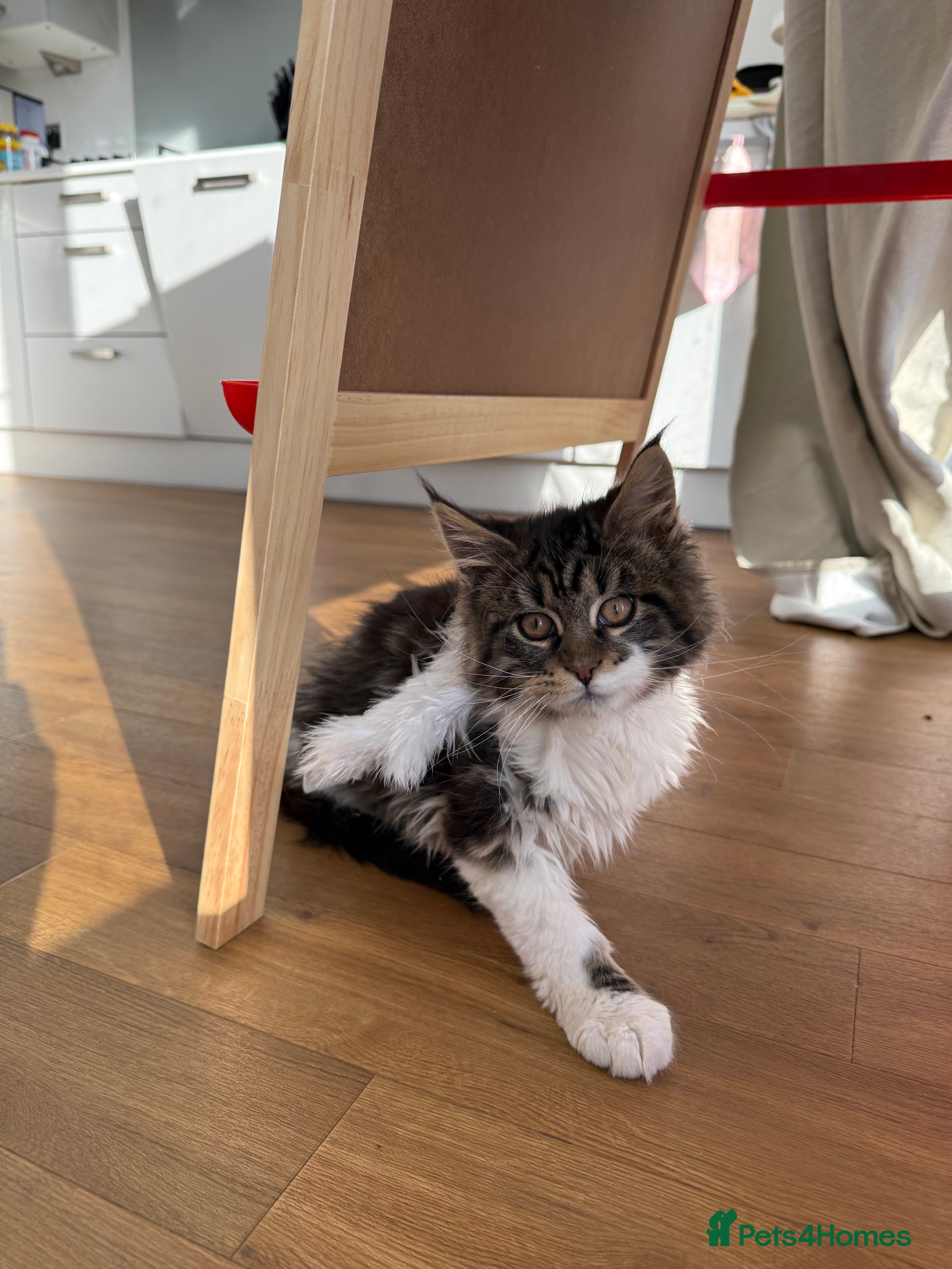 Maine Coon cats Maine Coon kitties - Advert 9