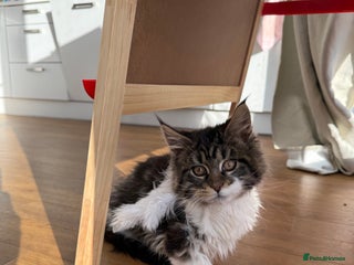 Maine Coon cats Maine Coon kitties - Advert 9