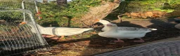 Geese poultry for sale: 3 embden/toulouse geese for sale  in Bridgwater - Advert 1