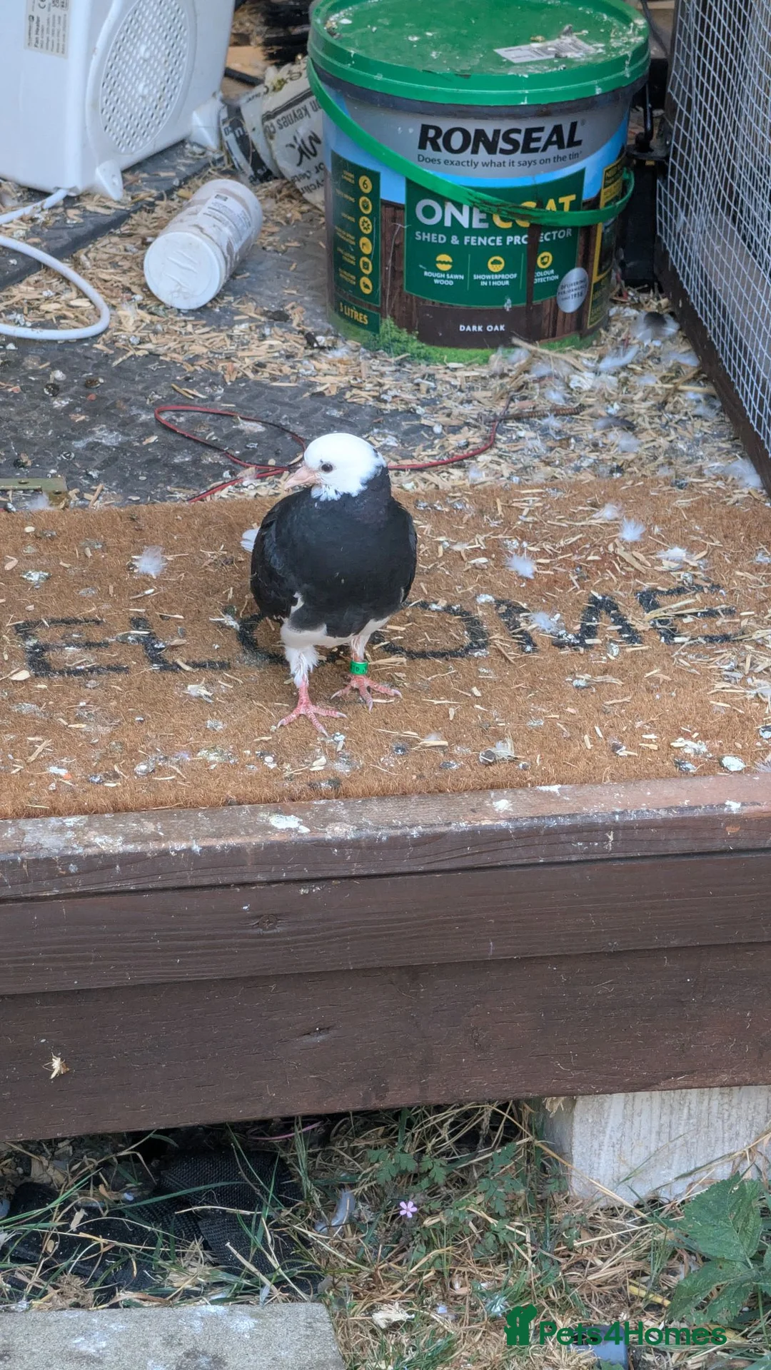 Pigeons birds for sale: Roller pigeons  - Advert 2