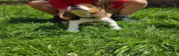 Beagle dogs for sale: Beagle puppies ready for love!! - Advert 7