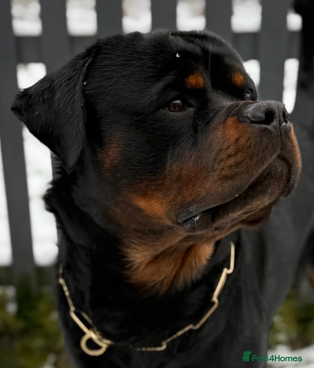 Rottweiler dogs for sale: Expecting Rottweiler pups - ready end of May  - Advert 3