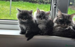 Maine Coon cats for sale: 2 female Maine coons  - Image 1