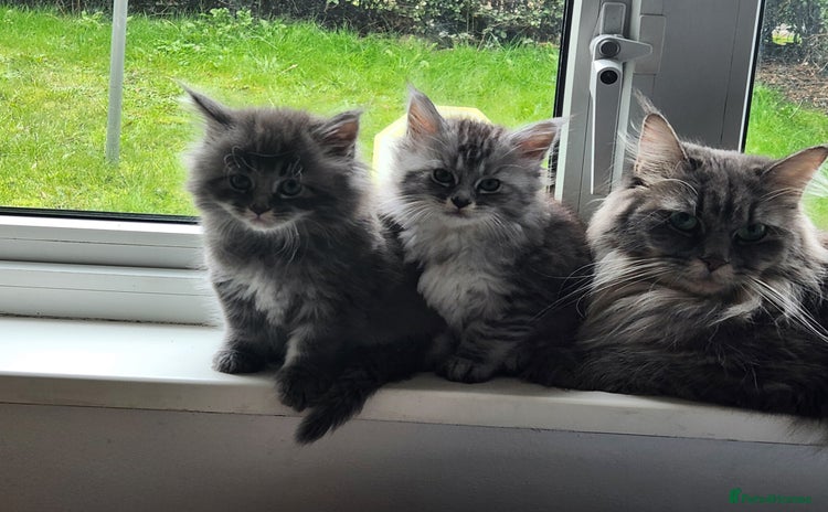 Maine Coon cats - Advert 15