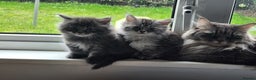 Maine Coon cats for sale: 1 female Maine coons ready to leave now  - Advert 16