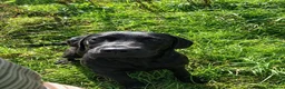 Labrador Retriever dogs for sale: 🐾 Beautiful Labrador Puppies in Welshpool - Advert 16
