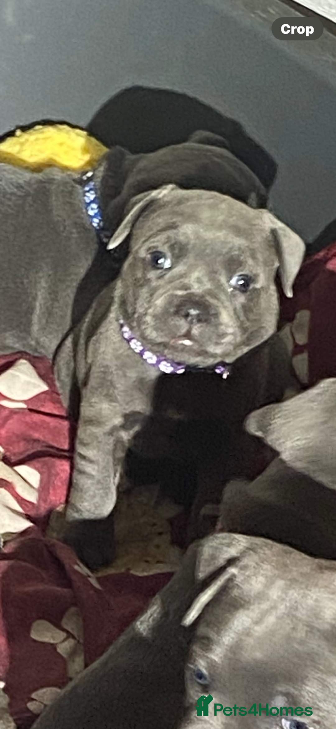 Staffordshire Bull Terrier dogs for sale: solid blues - Image 2