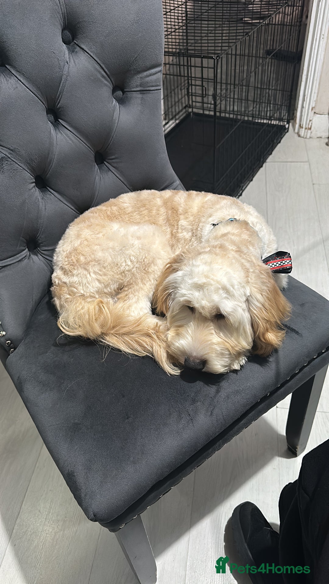 Cockapoo dogs for sale: Loving home needed for our dog Fergie - Image 7