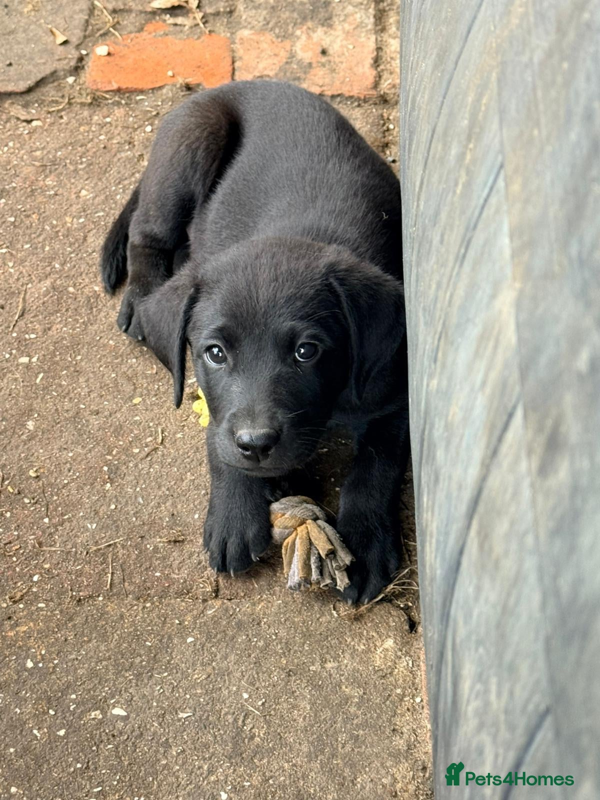 Labrador Retriever dogs Black labrador dogs - Advert 1