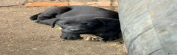 Labrador Retriever dogs for sale: Black labrador dogs - Advert 1