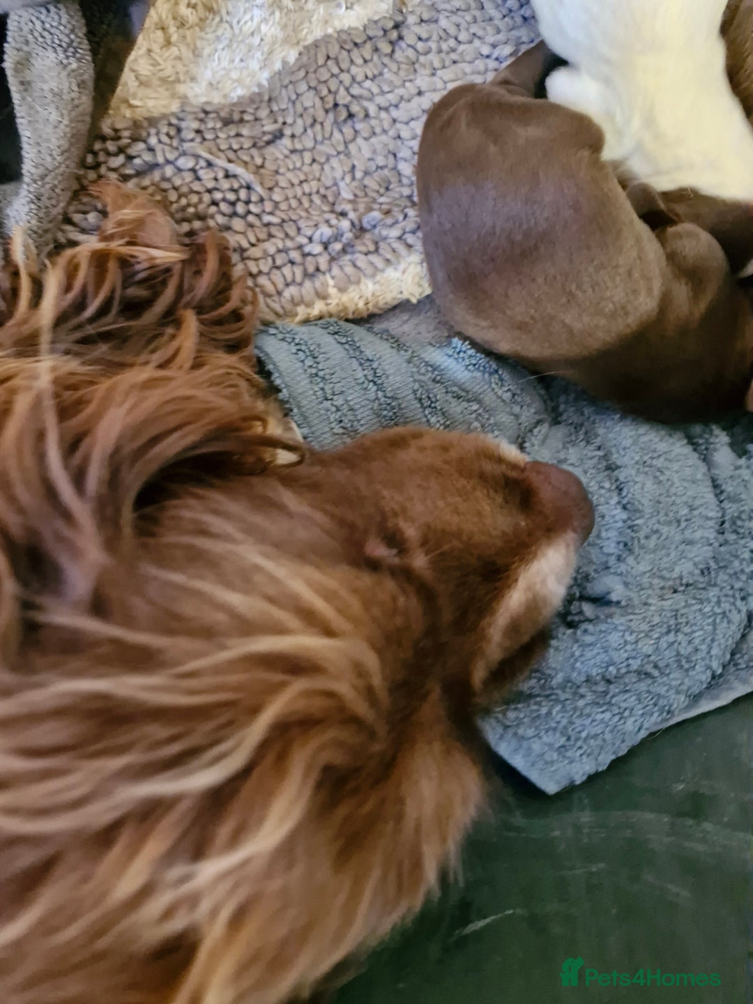 Sprocker dogs for sale: 9 lovely sprocker spaniel puppies for sale - Advert 1