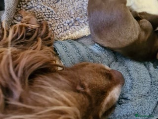 Sprocker dogs 9 lovely sprocker spaniel puppies for sale - Advert 1