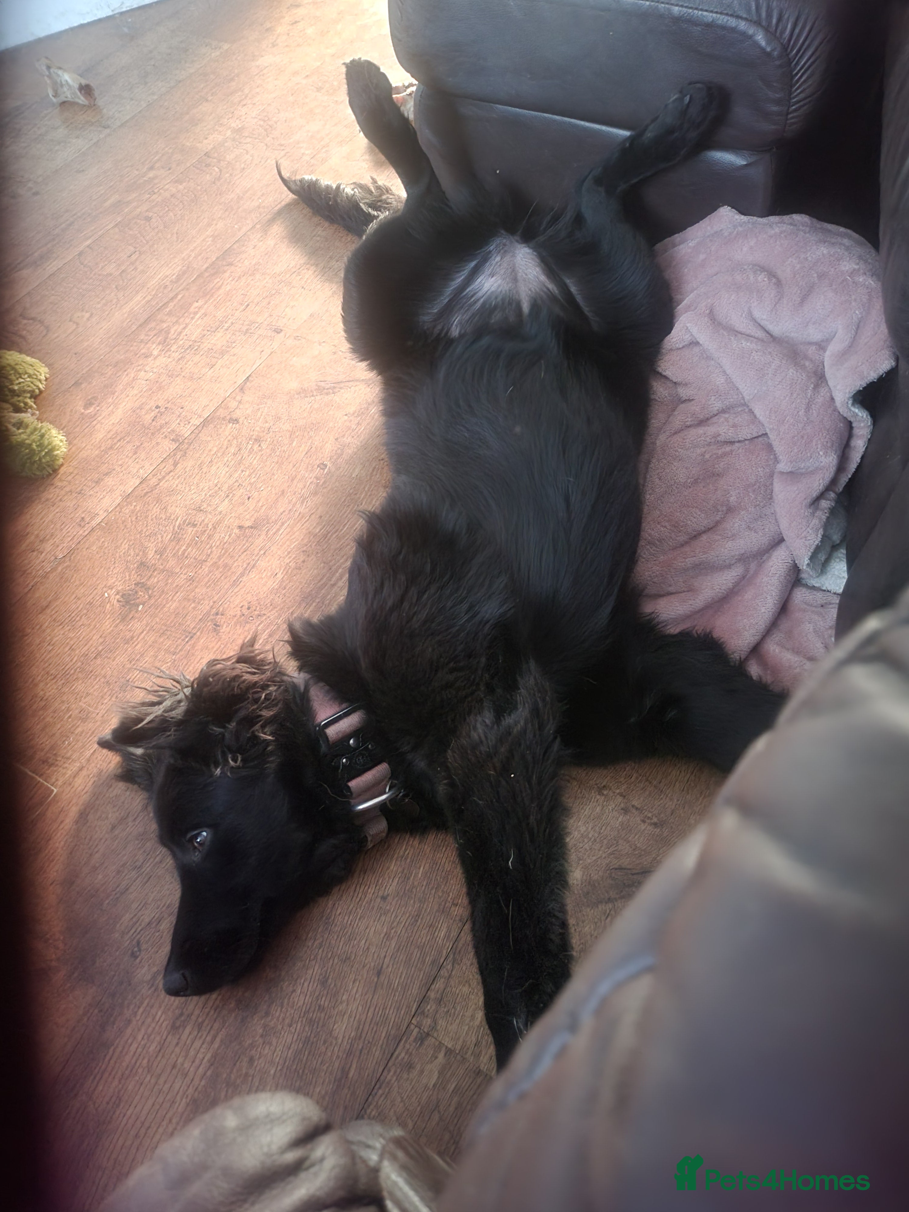 Belgian Shepherd Dog dogs Belgian malinois bitch - Advert 10