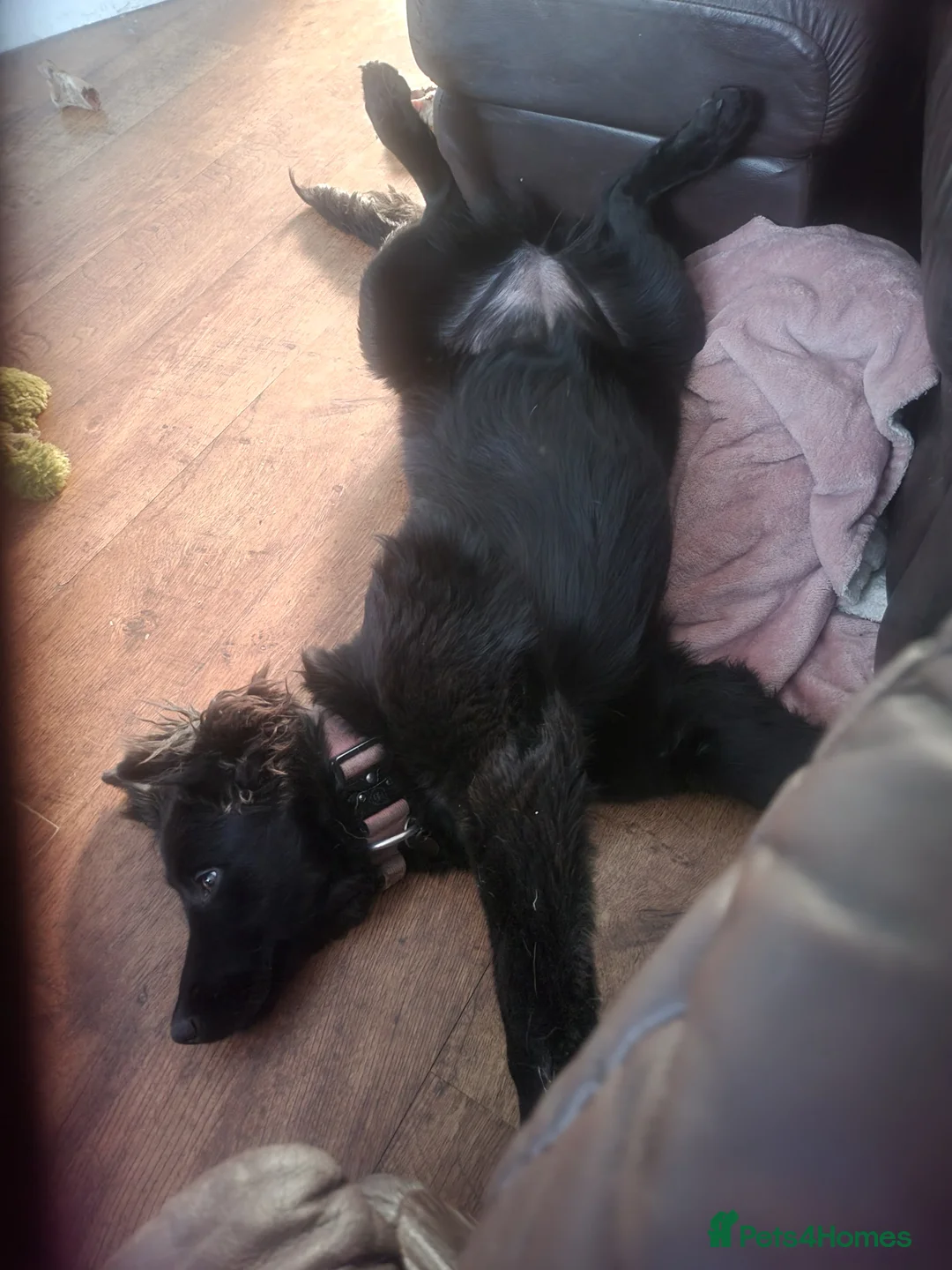 Belgian Shepherd Dog dogs for sale: Belgian malinois bitch in Durham - Advert 1