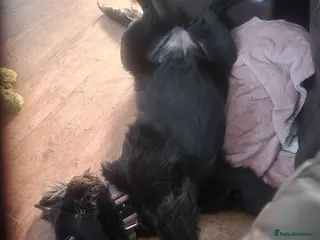 Belgian Shepherd Dog dogs Belgian malinois bitch - Advert 2