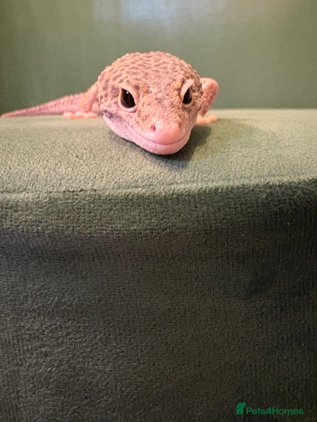 Gecko reptiles for sale: Leopard Gecko and set up for sale - Advert 2