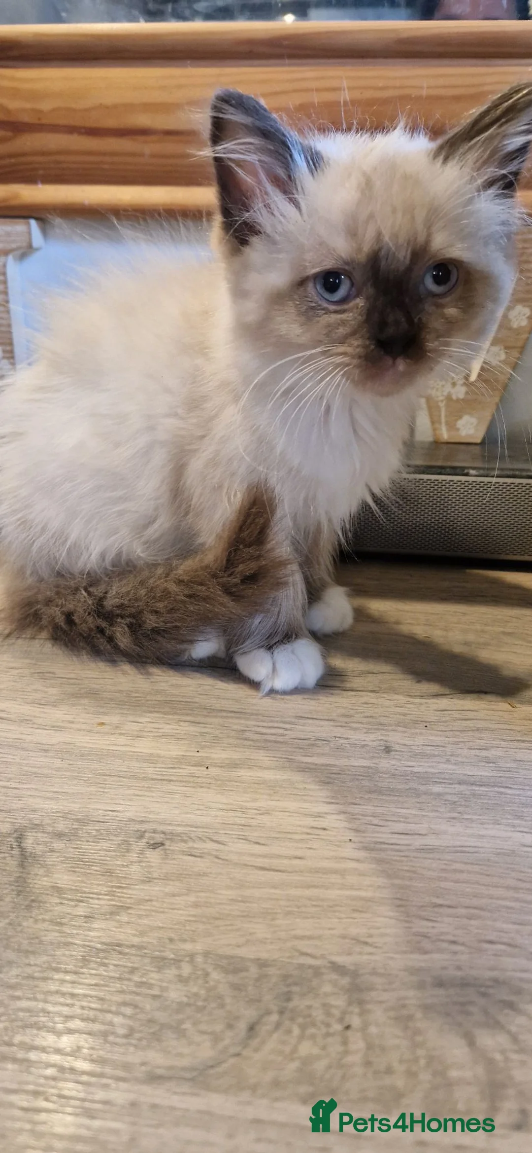 Ragdoll cats for sale: Male ragdoll ready to leave 11.8.26 - Advert 6