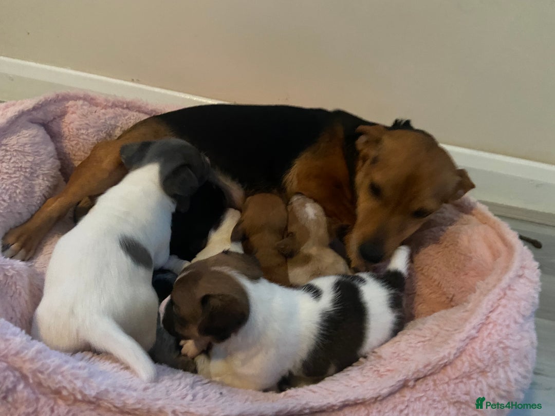 Jack Russell dogs for sale: Beautiful jackrussels pup - Image 1