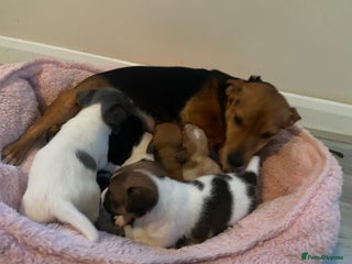 Jack Russell dogs for sale - Advert 1