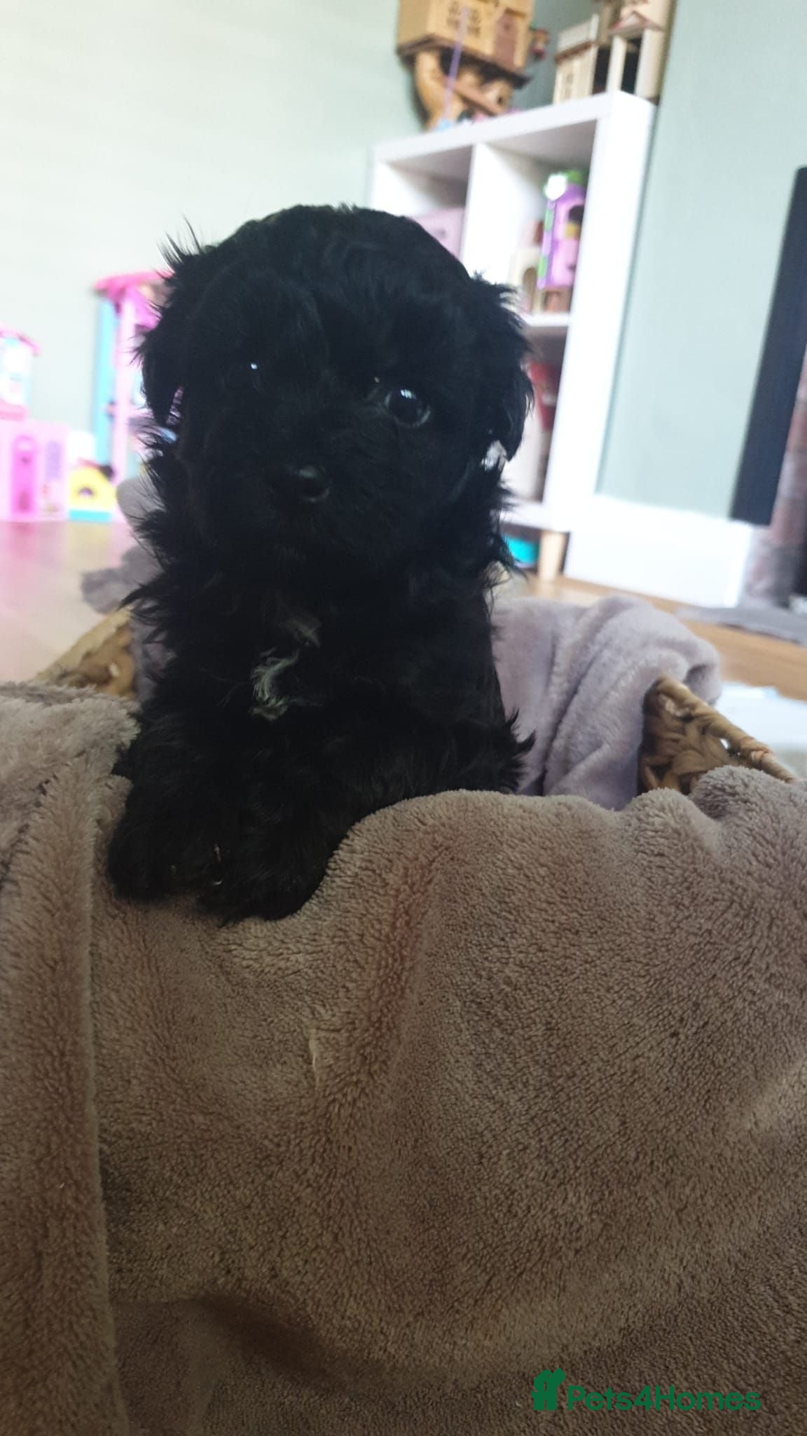 Toy Poodle dogs Adorable 3/4 Toy Poodle 1/4 Maltipoo Puppies - Advert 10