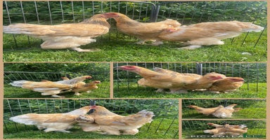 Chickens poultry Dark silver Brahma hens - Advert 2