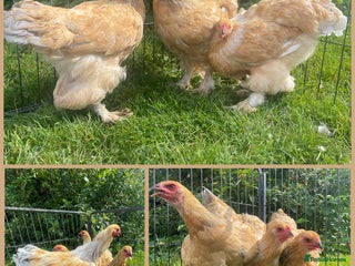 Chickens poultry - Advert 18