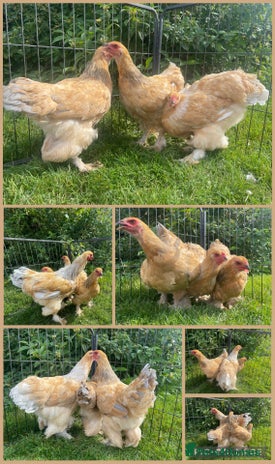 Chickens poultry - Advert 11