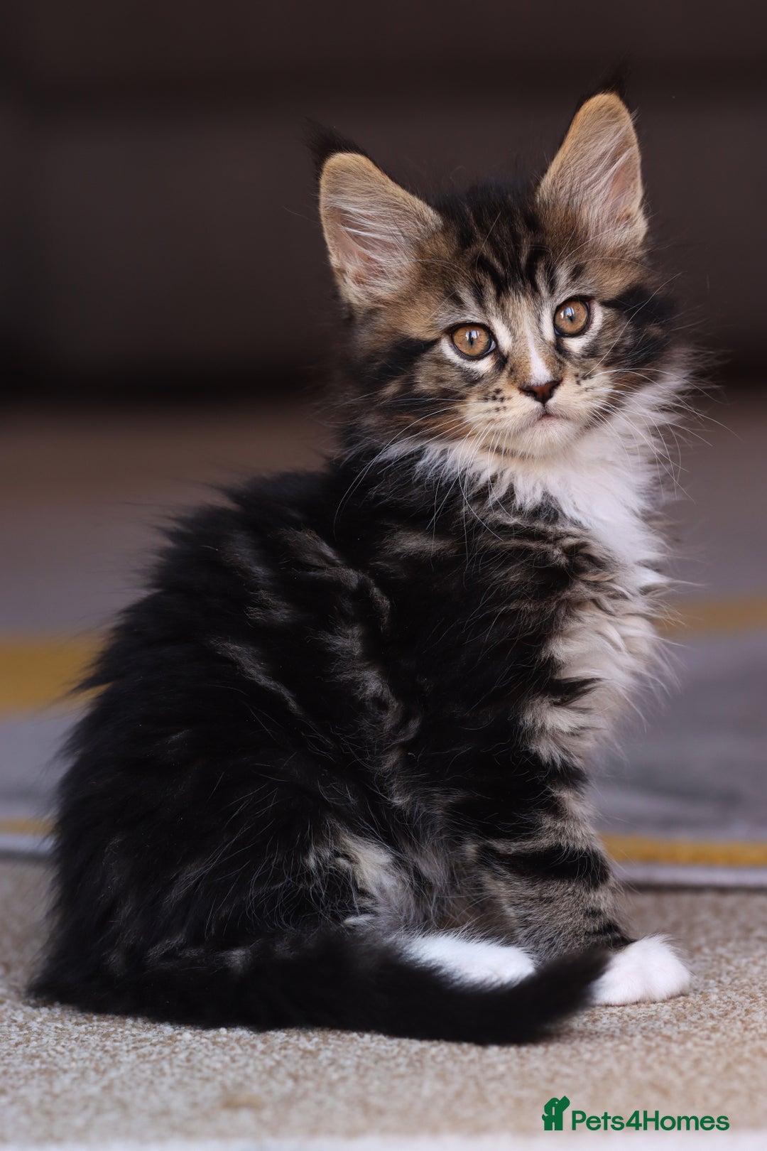 Maine Coon cats for sale: Beautiful Pedigree Maine Coon Kittens - Image 7