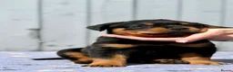 Rottweiler dogs for sale: 5 Exceptional KC Registered Rottweiler Puppies - Advert 16