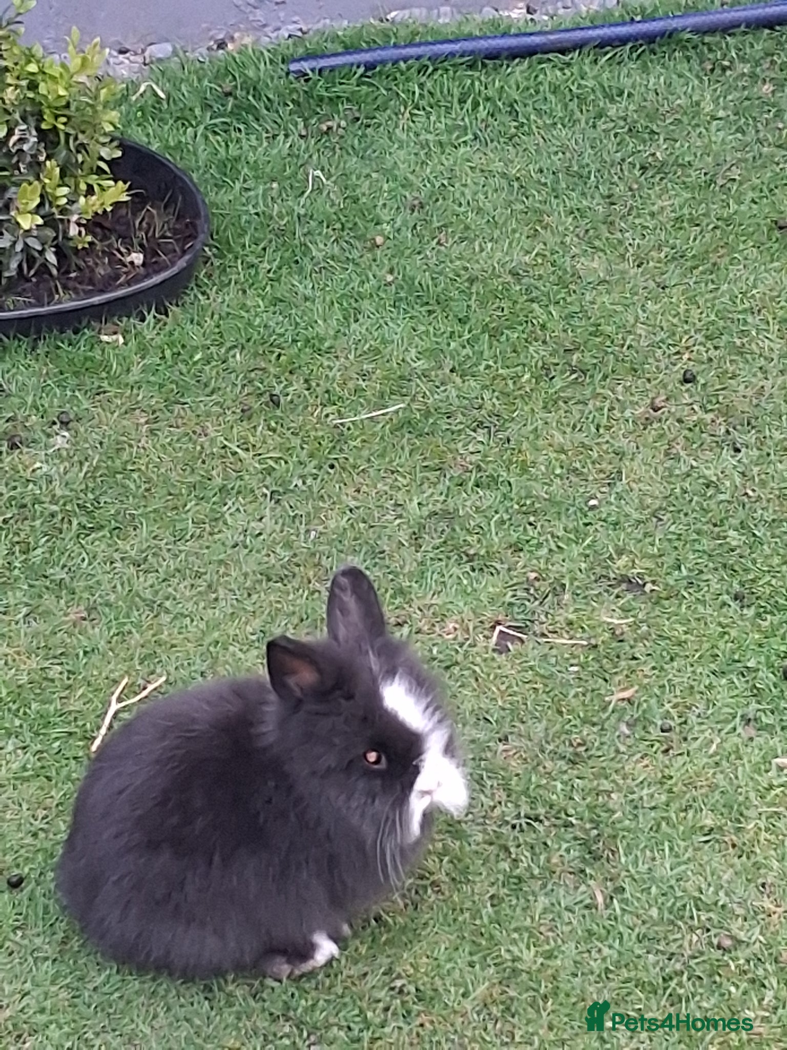 Lionhead rabbits Lionhead Baby Rabbits 🐰 - Advert 16