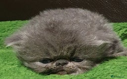 Persian cats for stud: GCCF REGISTERED PERSIAN STUD CHAMPION LINES PROVEN in London - Image 8