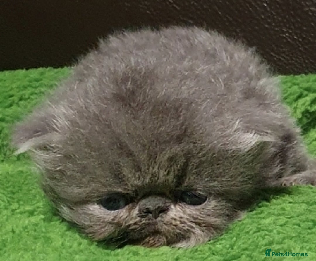 Persian cats for stud: GCCF REGISTERED PERSIAN STUD CHAMPION LINES PROVEN in London - Image 8