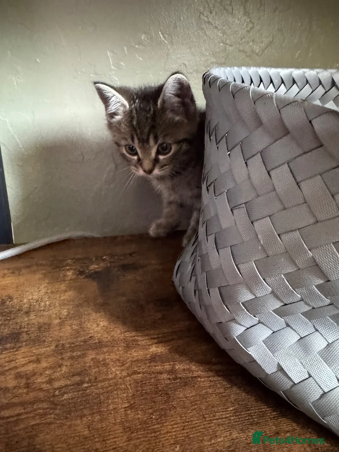 Mixed Breed cats for sale: 4x tabby boys looking for loving forever home  - Advert 7