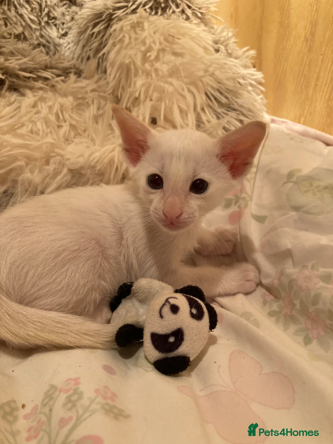 Siamese cats for sale: Siamese kittens - Advert 1