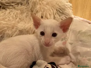 Siamese cats Siamese kittens - Advert 1