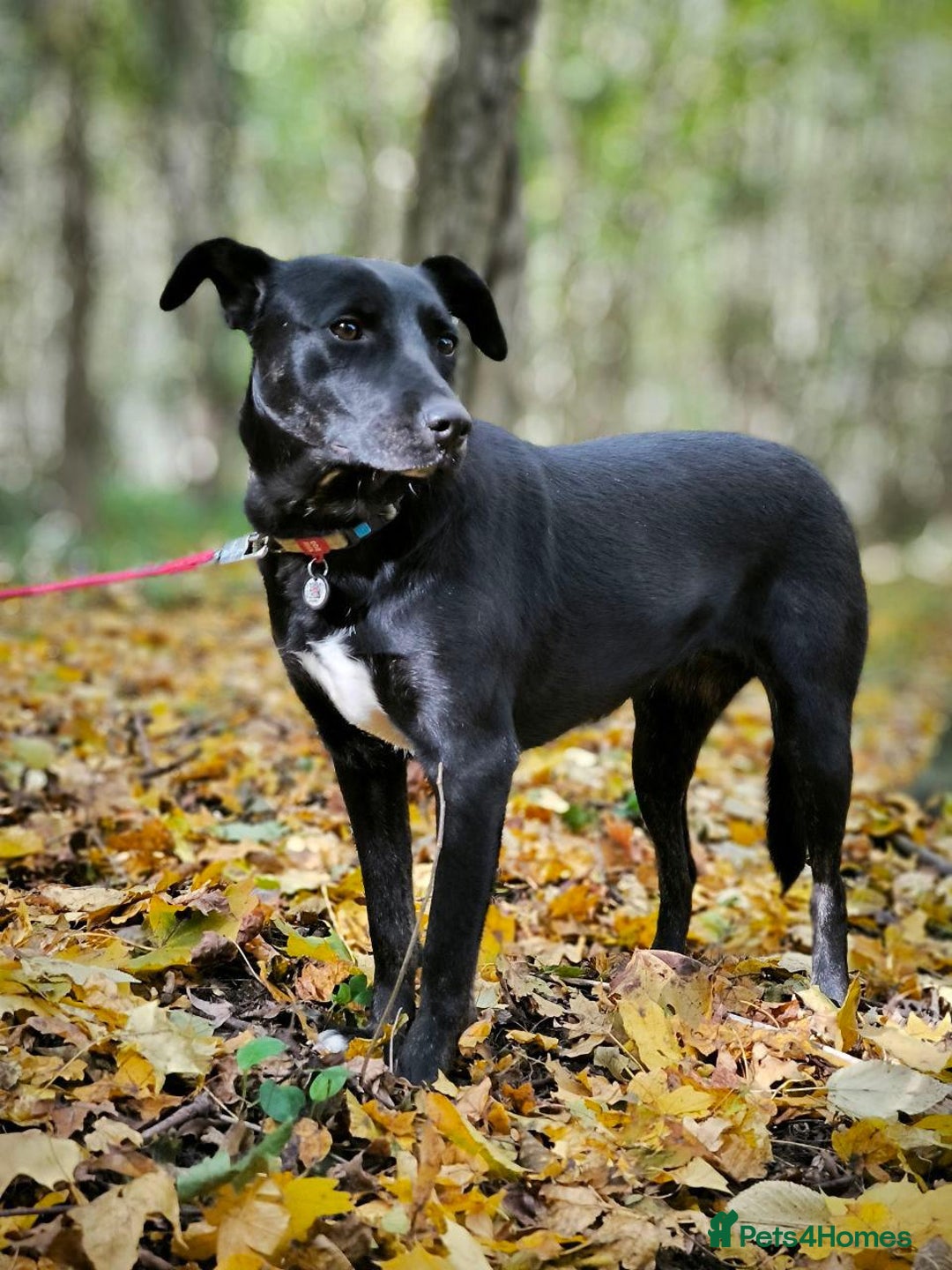 Mixed Breed dogs for adoption: 💖🐶 BLACKY 🐶💖 - Advert 22