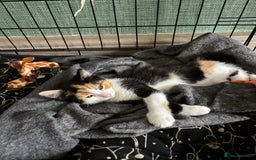 Mixed Breed cats for sale: Adorable kitten - Image 29