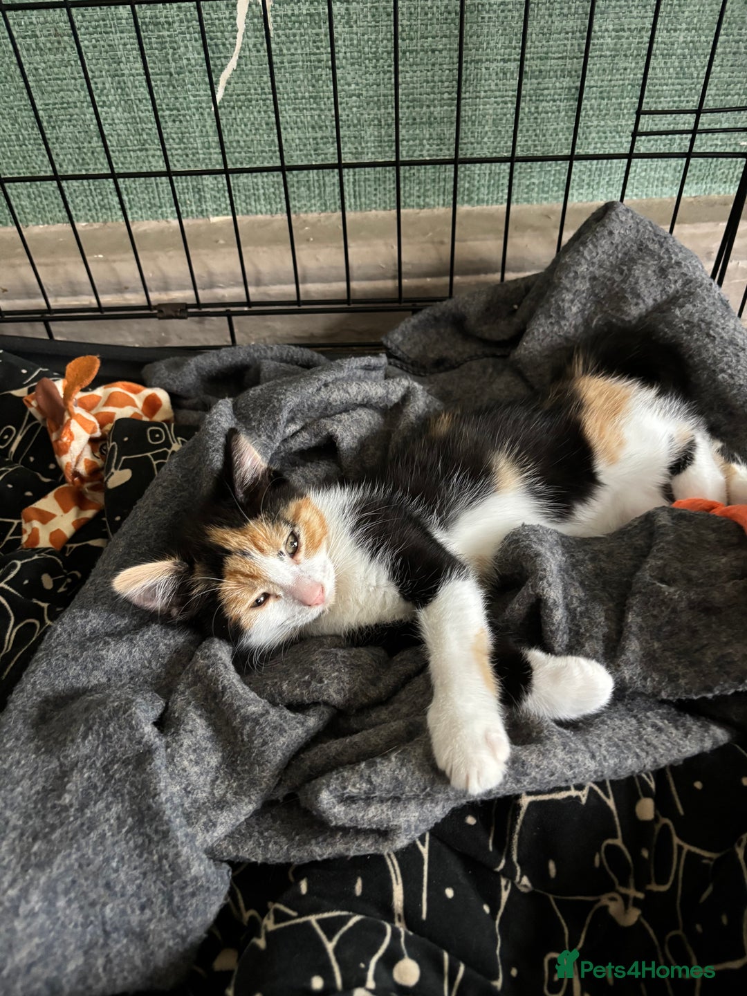 Mixed Breed cats for sale: Adorable kitten - Image 29