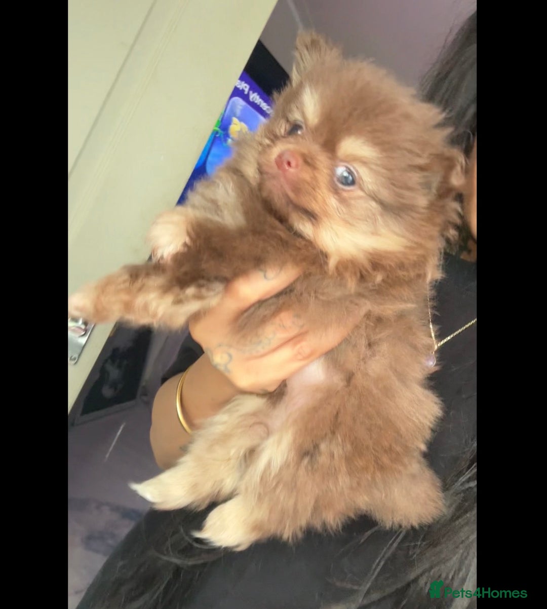 Pomeranian dogs for sale: Micro poms   - Advert 17