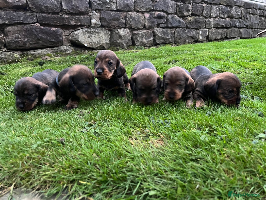 Dachshund dogs for sale: WHD - Wirehaired Dachshund (Teckle) Pups - Image 16