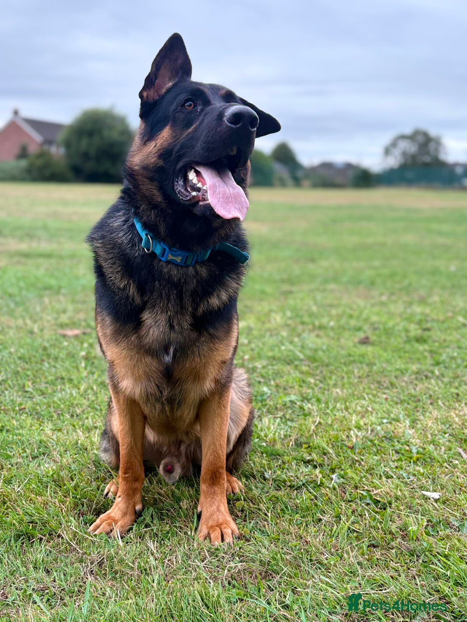 German Shepherd dogs German Shepherd 1 Year Old - Advert 12